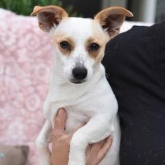 Enlarge Kaci, a Adoptable mixed breed in Coopersburg, PA image 2/5