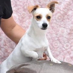 Enlarge Kaci, a Adoptable mixed breed in Coopersburg, PA image 5/5