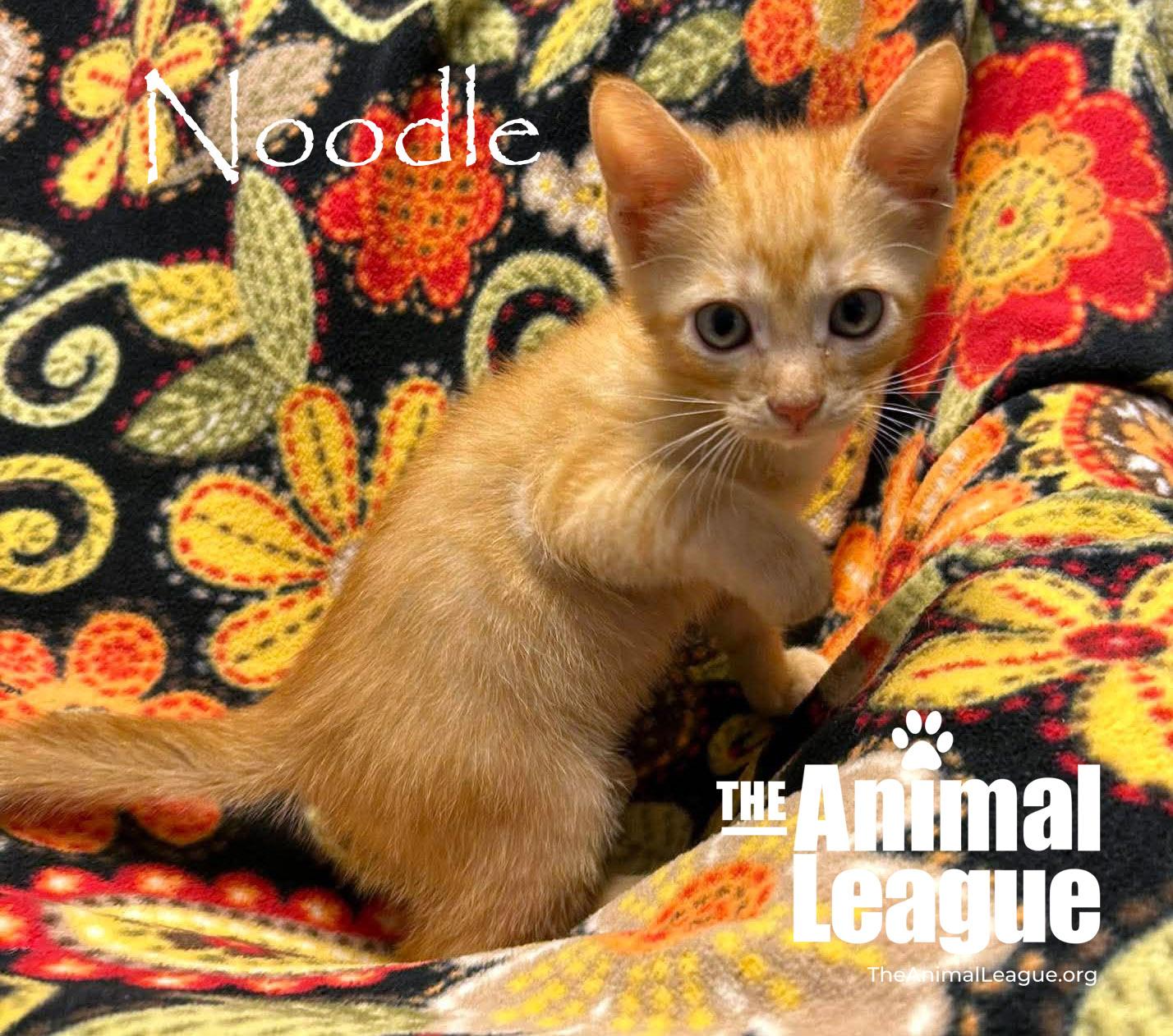 Enlarge Noodle, a Adopted mixed breed in Groveland, FL image 2/3