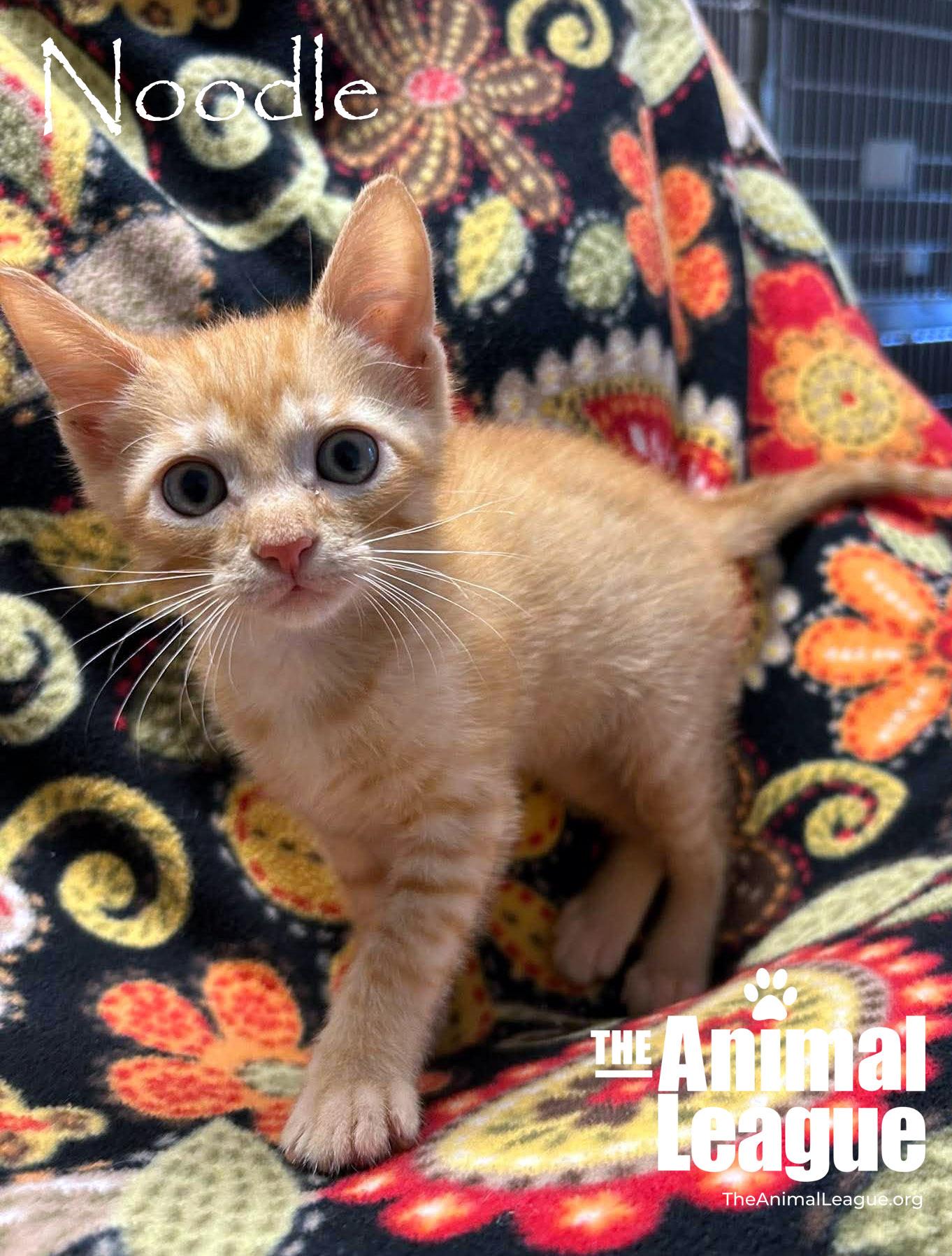 Noodle, Adoptable, Kitten Male Domestic Short Hair.