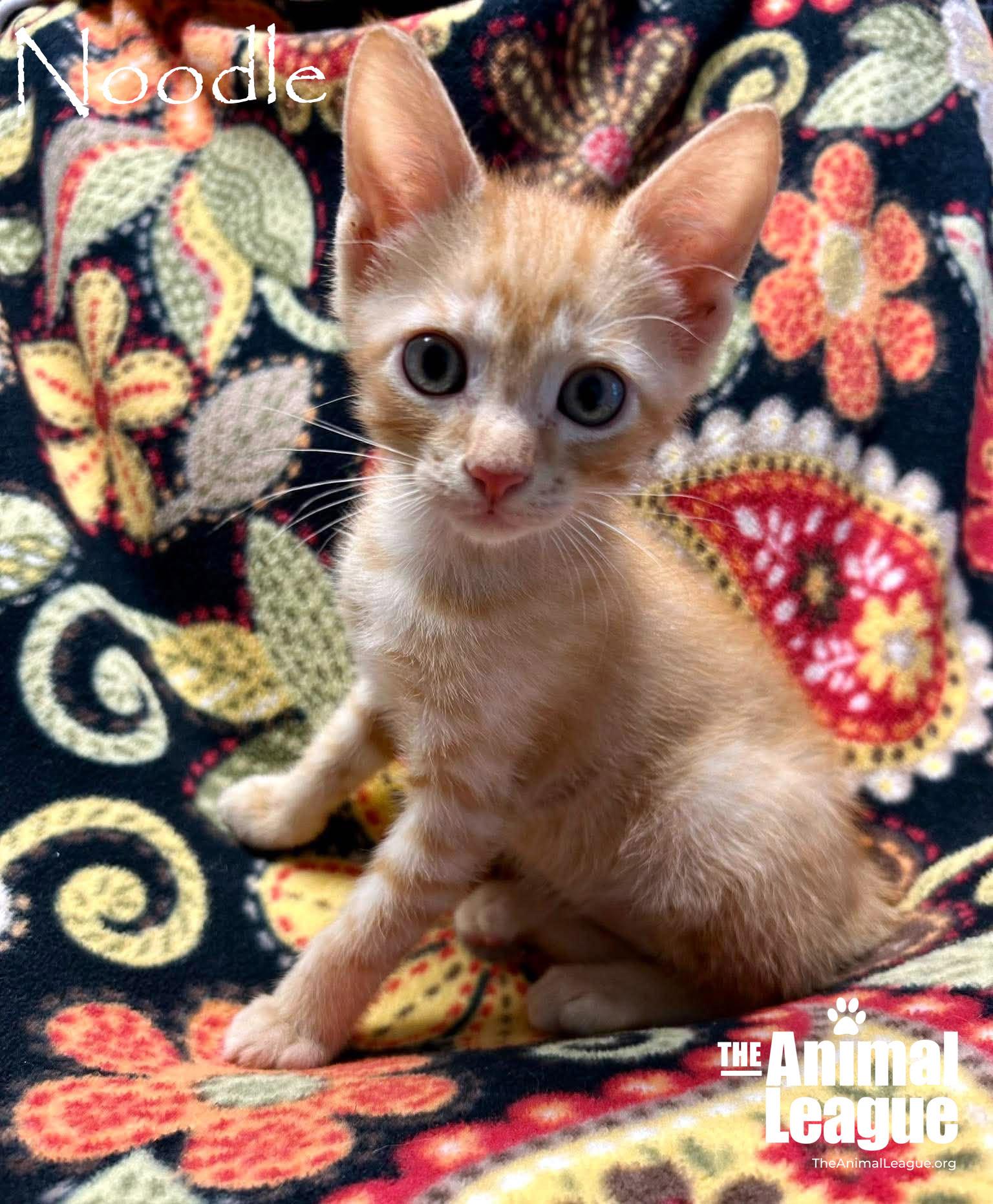Enlarge Noodle, a Adopted mixed breed in Groveland, FL image 3/3