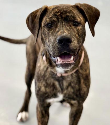 Enlarge Bangladesh, a Adoptable mixed breed in Gwinn, MI image 1/1