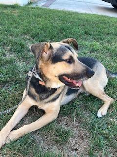 Dylan, adopted, Young Male German Shepherd Dog.
