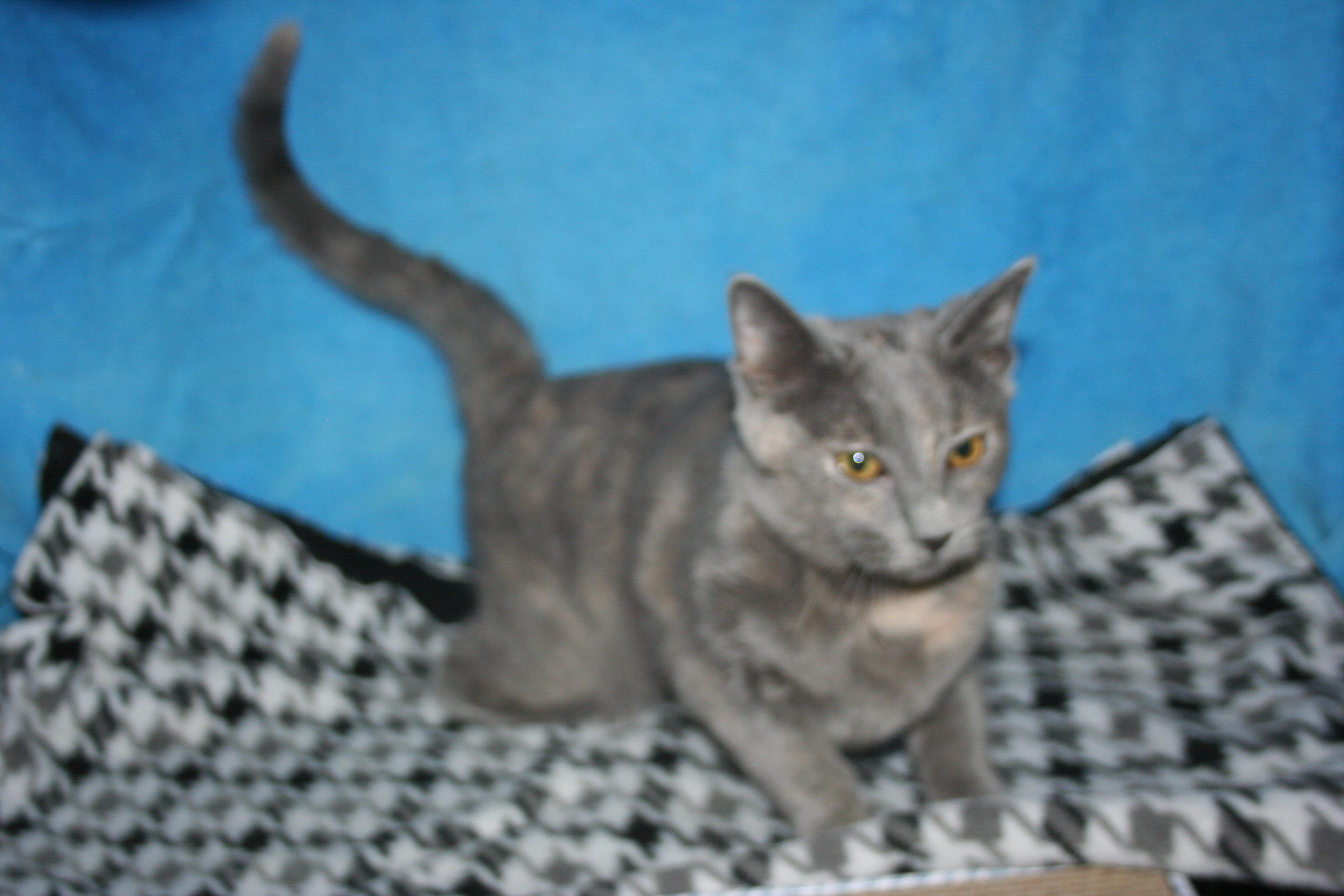 Tinkerbell - ADOPTION PENDING , an adopted mixed breed in Howell, MI image 4/5