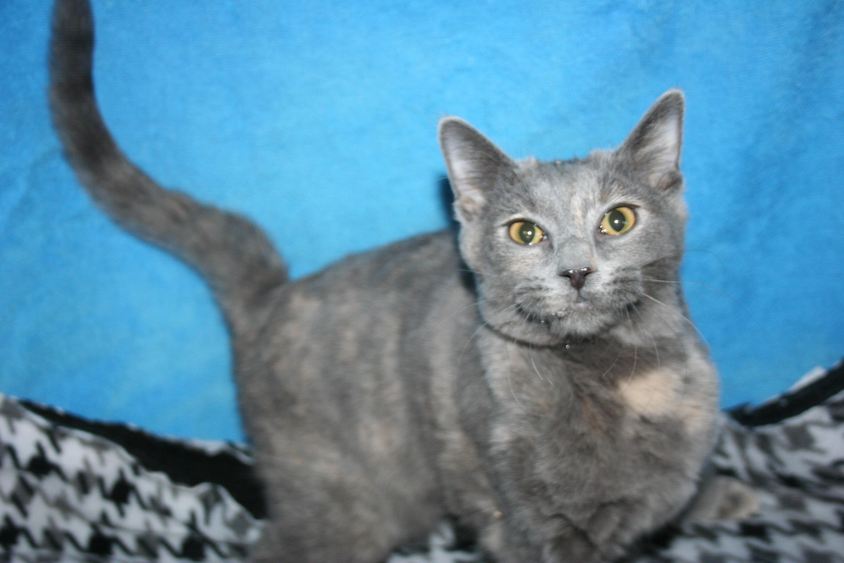 Tinkerbell - ADOPTION PENDING , an adopted mixed breed in Howell, MI image 2/5