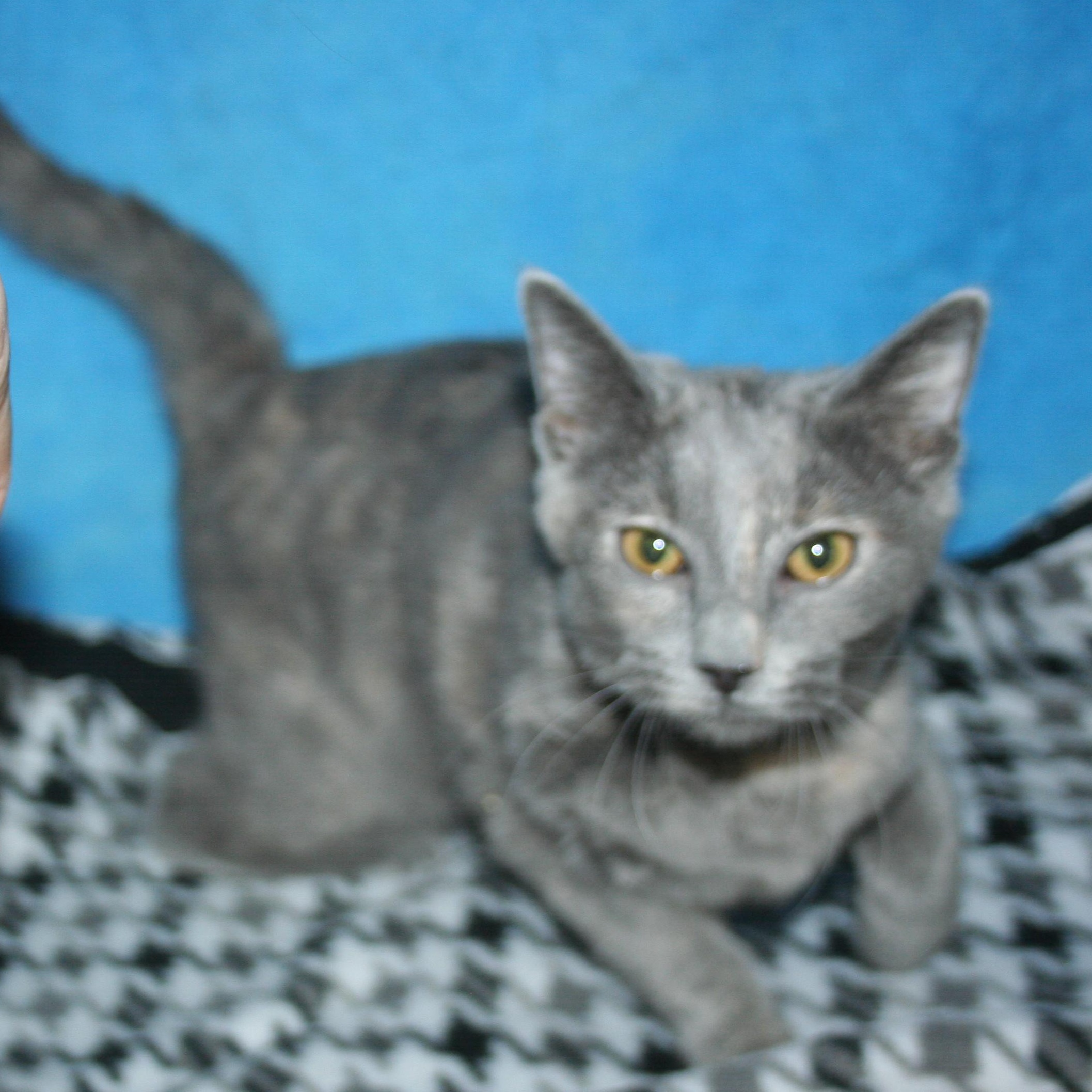 Tinkerbell - ADOPTION PENDING , an adopted mixed breed in Howell, MI image 5/5