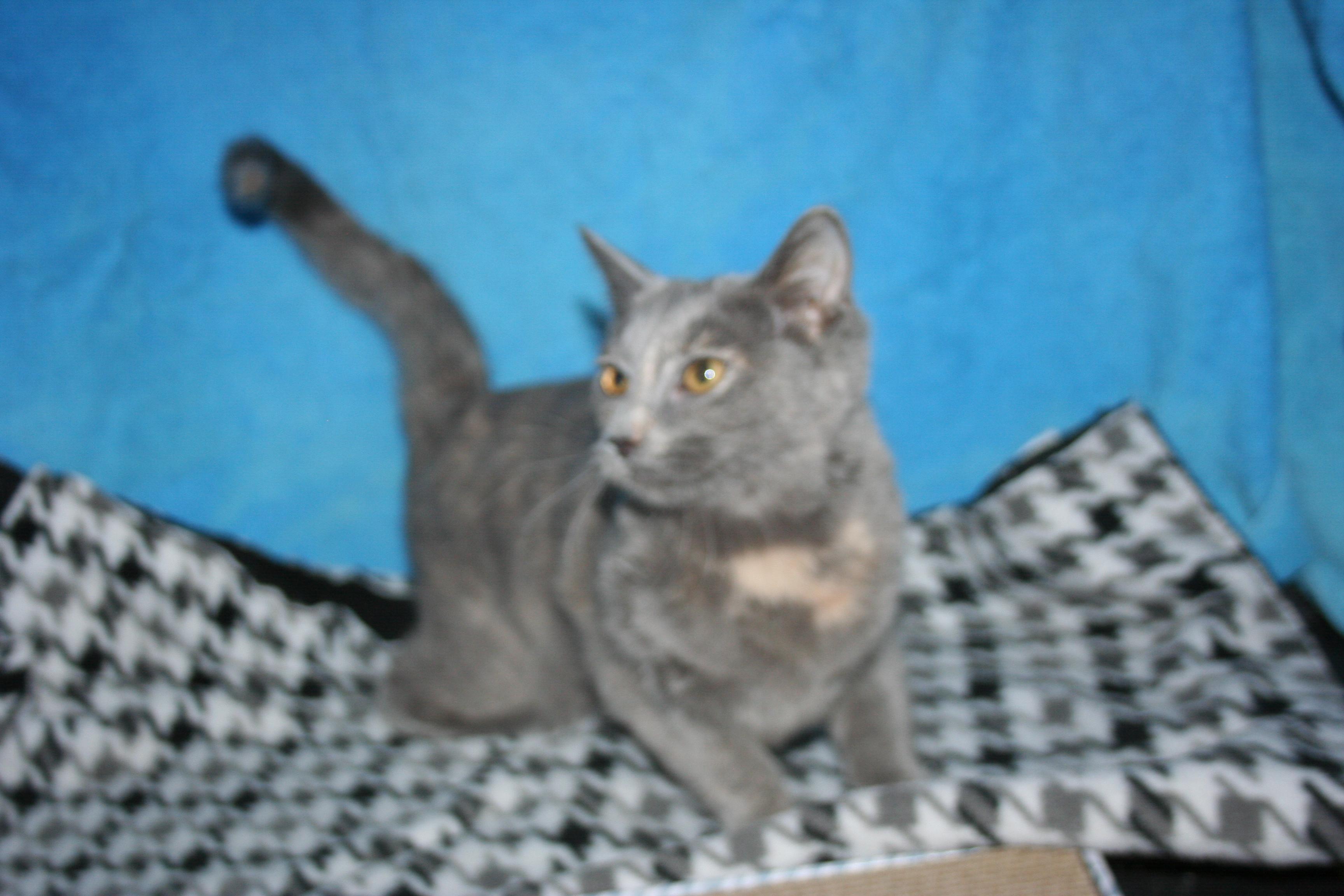 Tinkerbell - ADOPTION PENDING , an adopted mixed breed in Howell, MI image 3/5