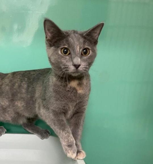 Tinkerbell - ADOPTION PENDING , an adopted mixed breed in Howell, MI image 1/5