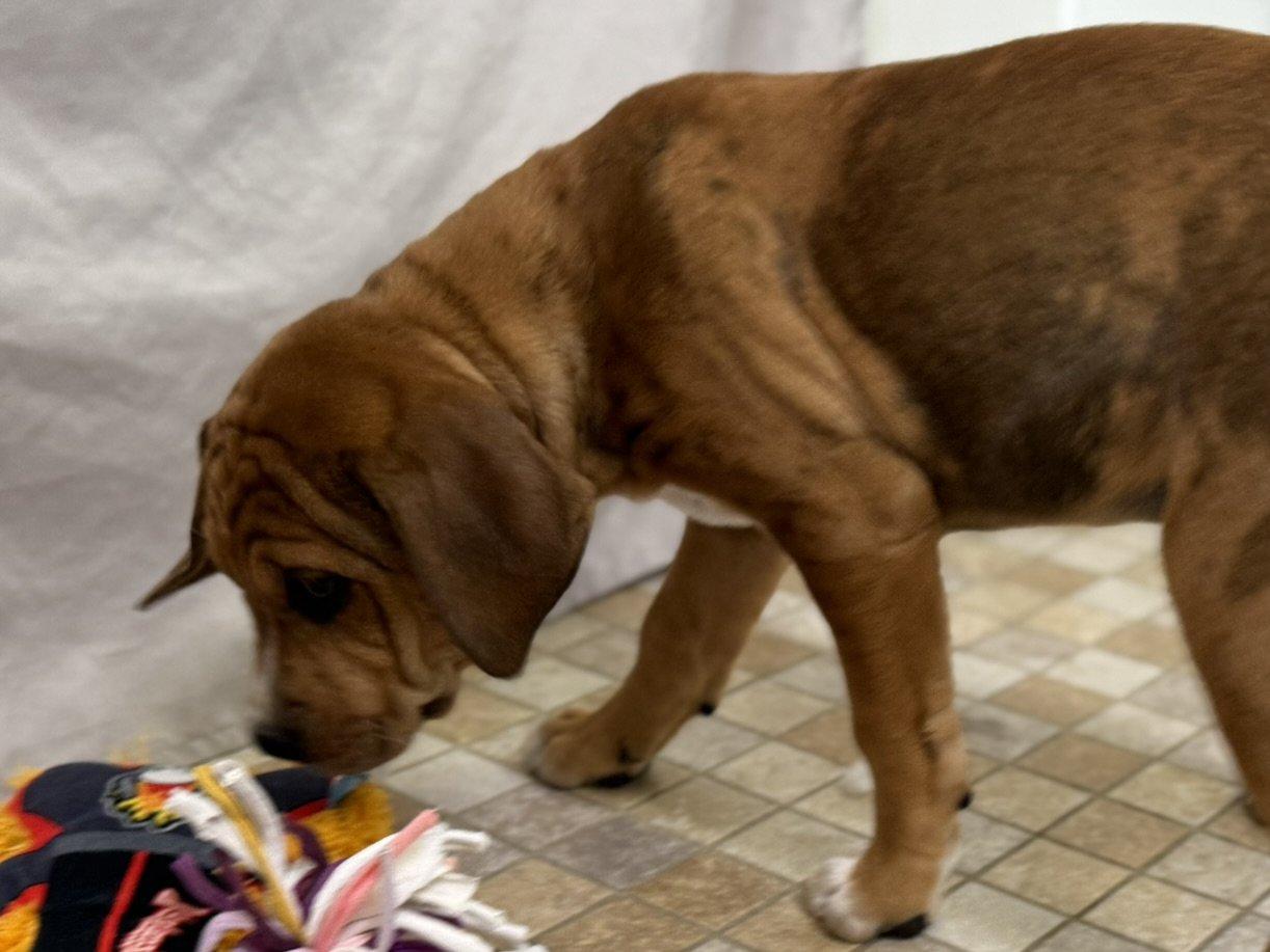 Penelope thumbnail 2