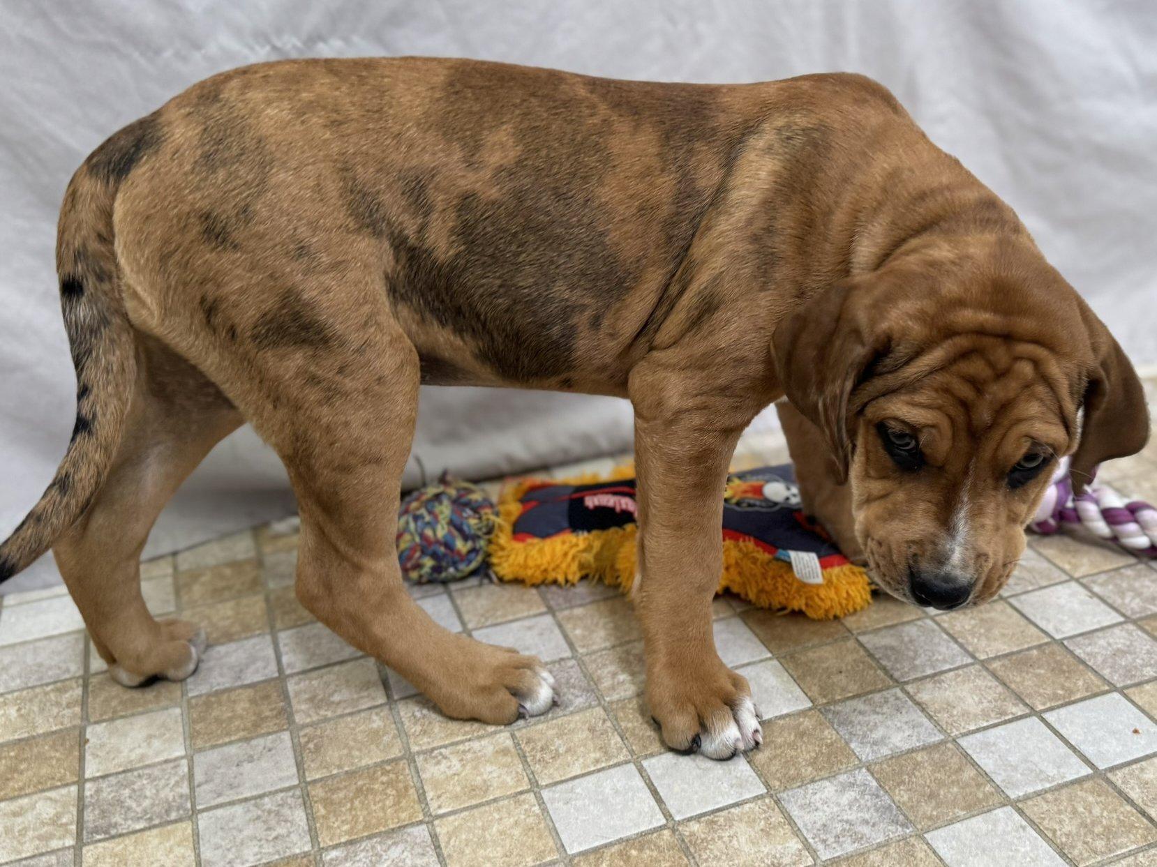 Penelope thumbnail 3