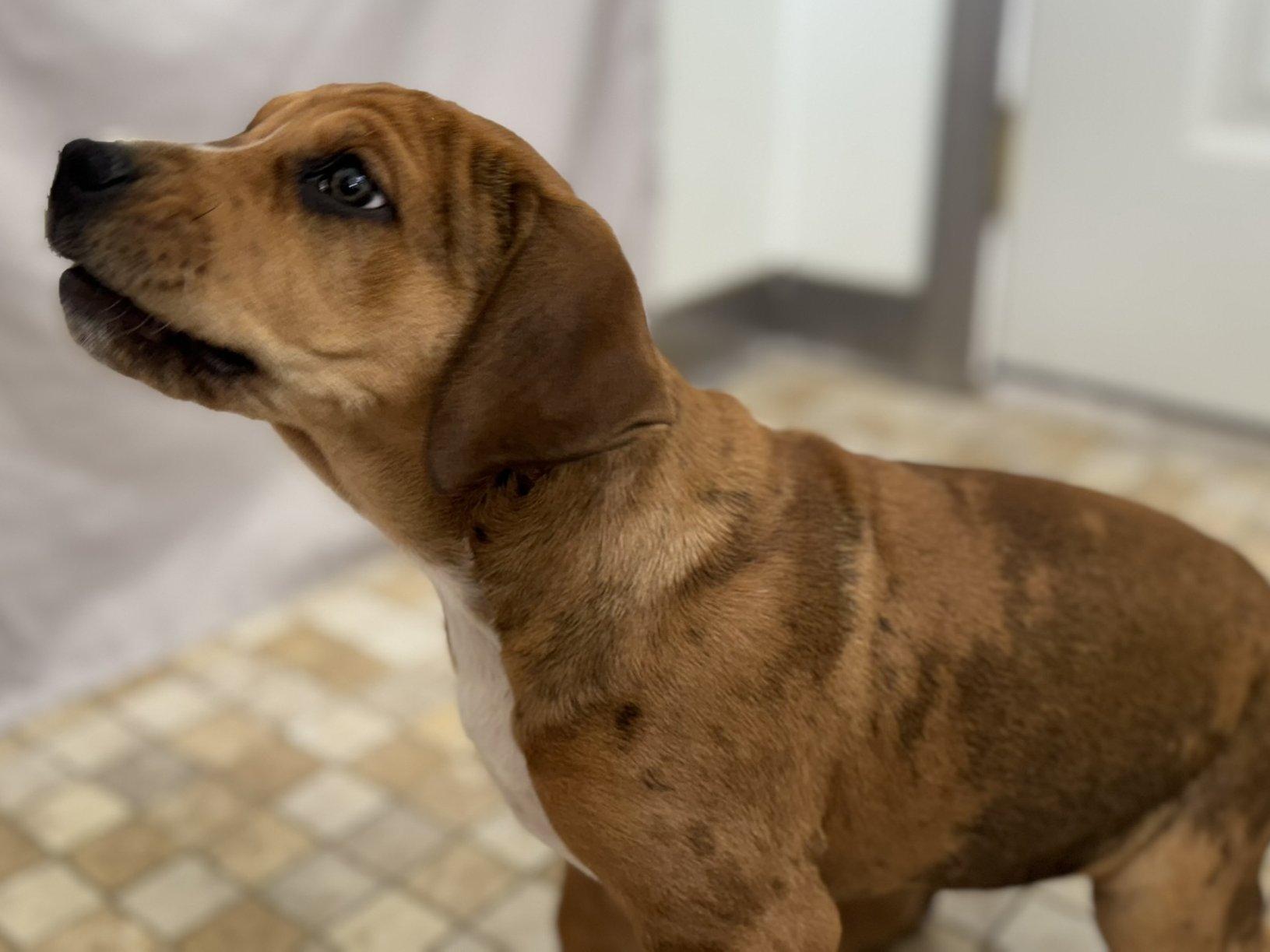 Penelope thumbnail 4