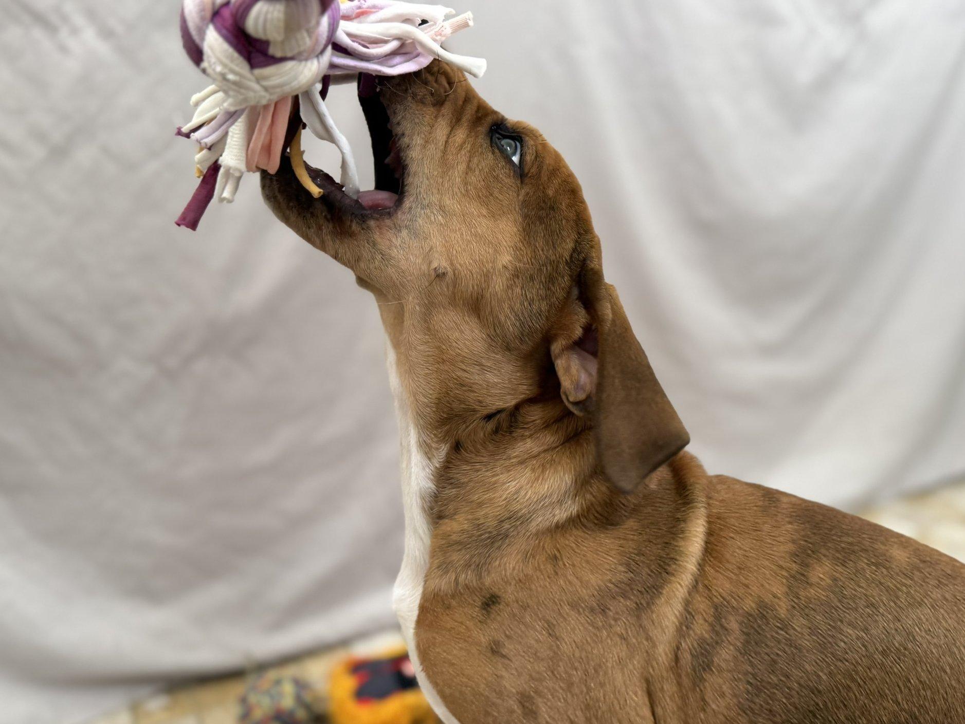 Penelope thumbnail 5