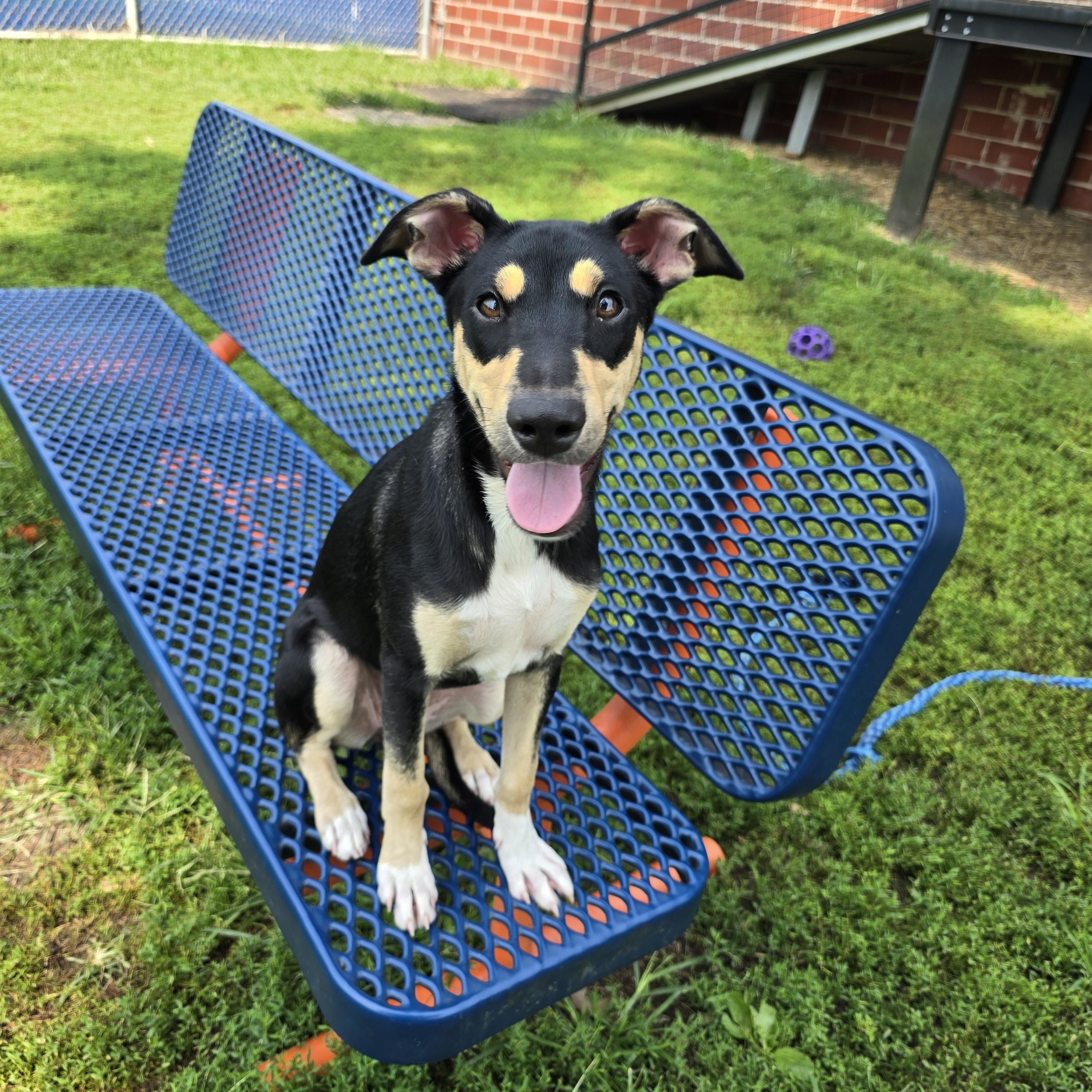 Emery, Adoptable, Puppy Female Australian Shepherd.