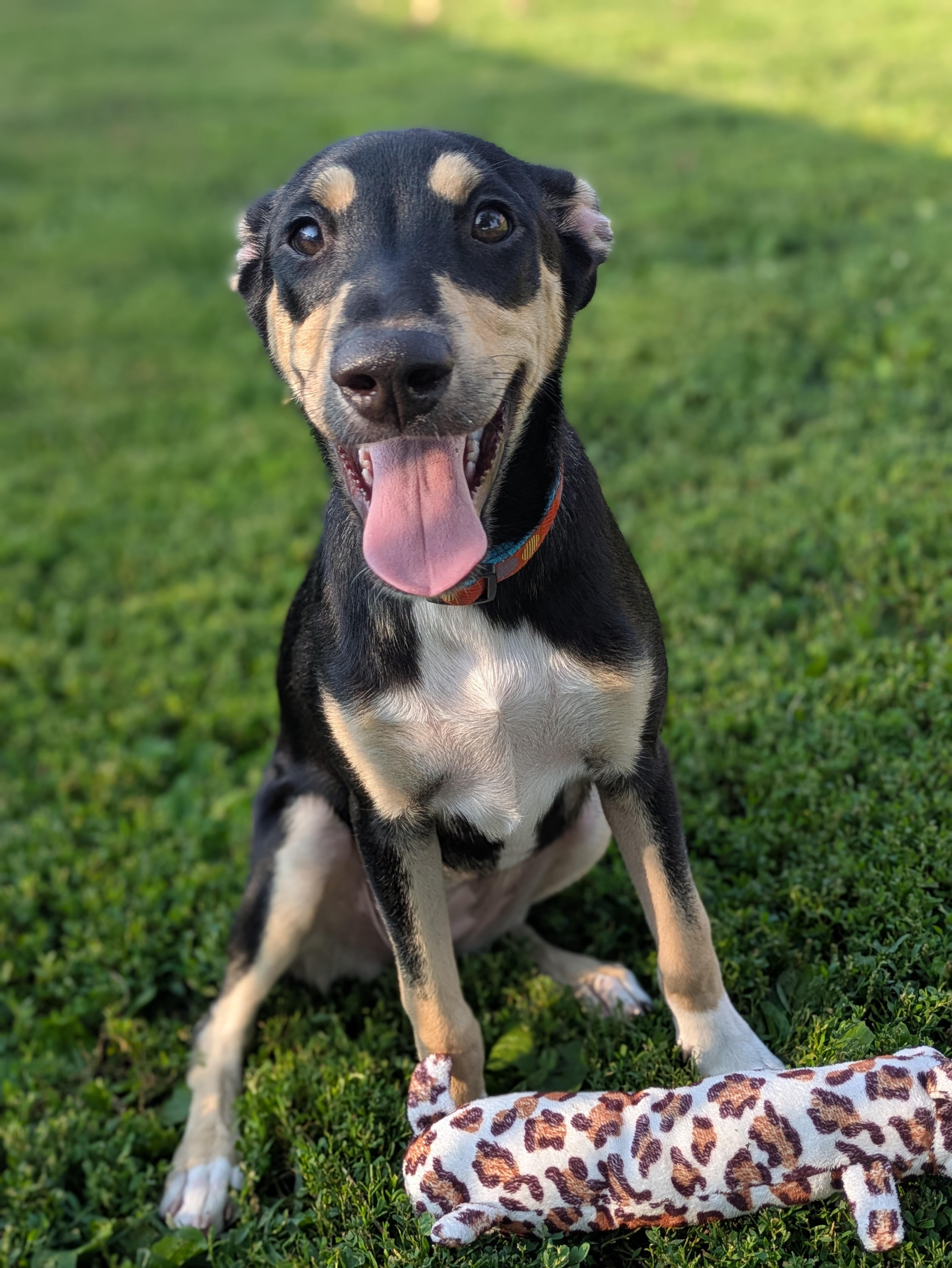 Emery, a Adoptable mixed breed in Des Moines, IA image 5/5