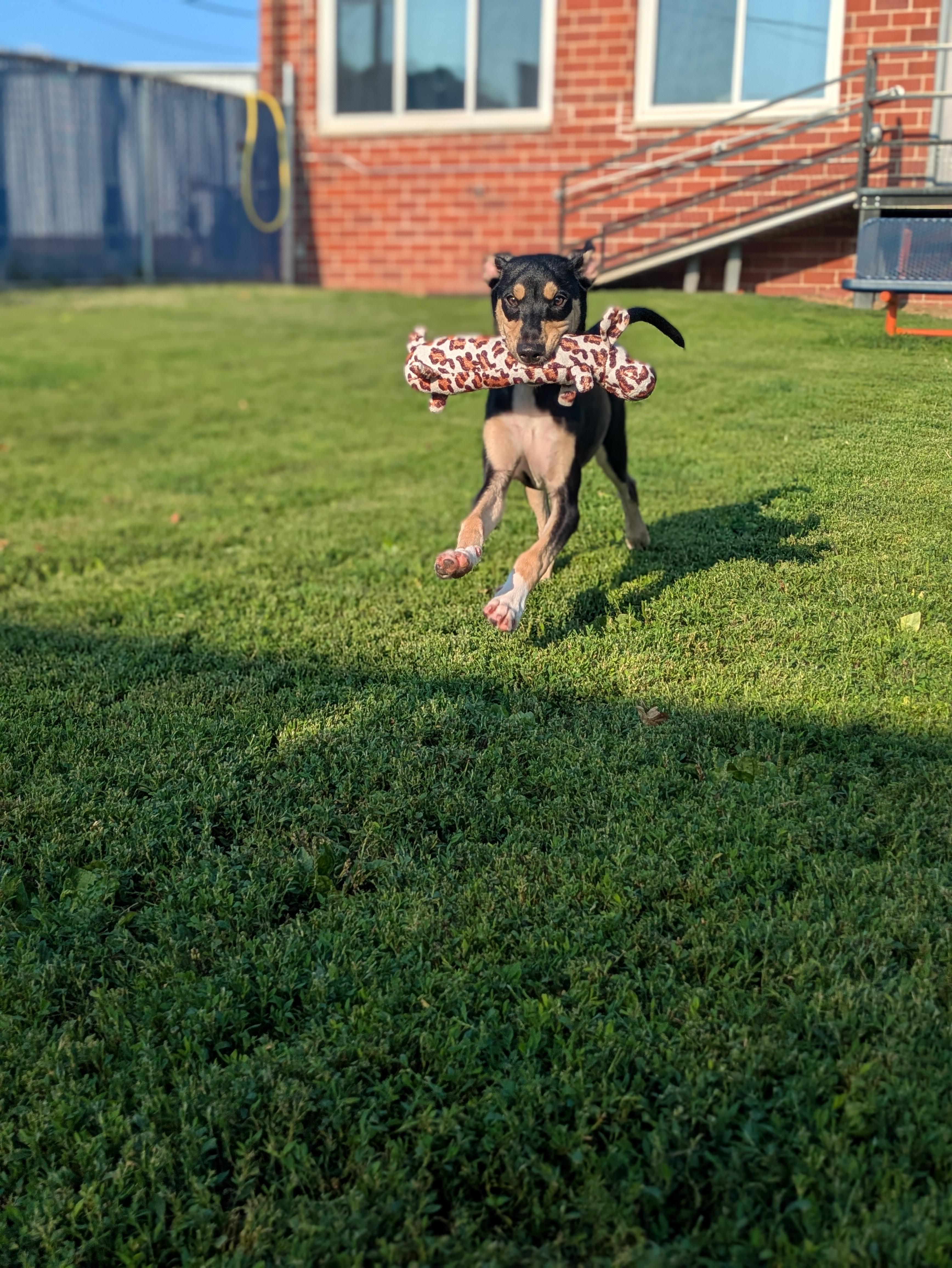 Emery, a Adoptable mixed breed in Des Moines, IA image 2/5