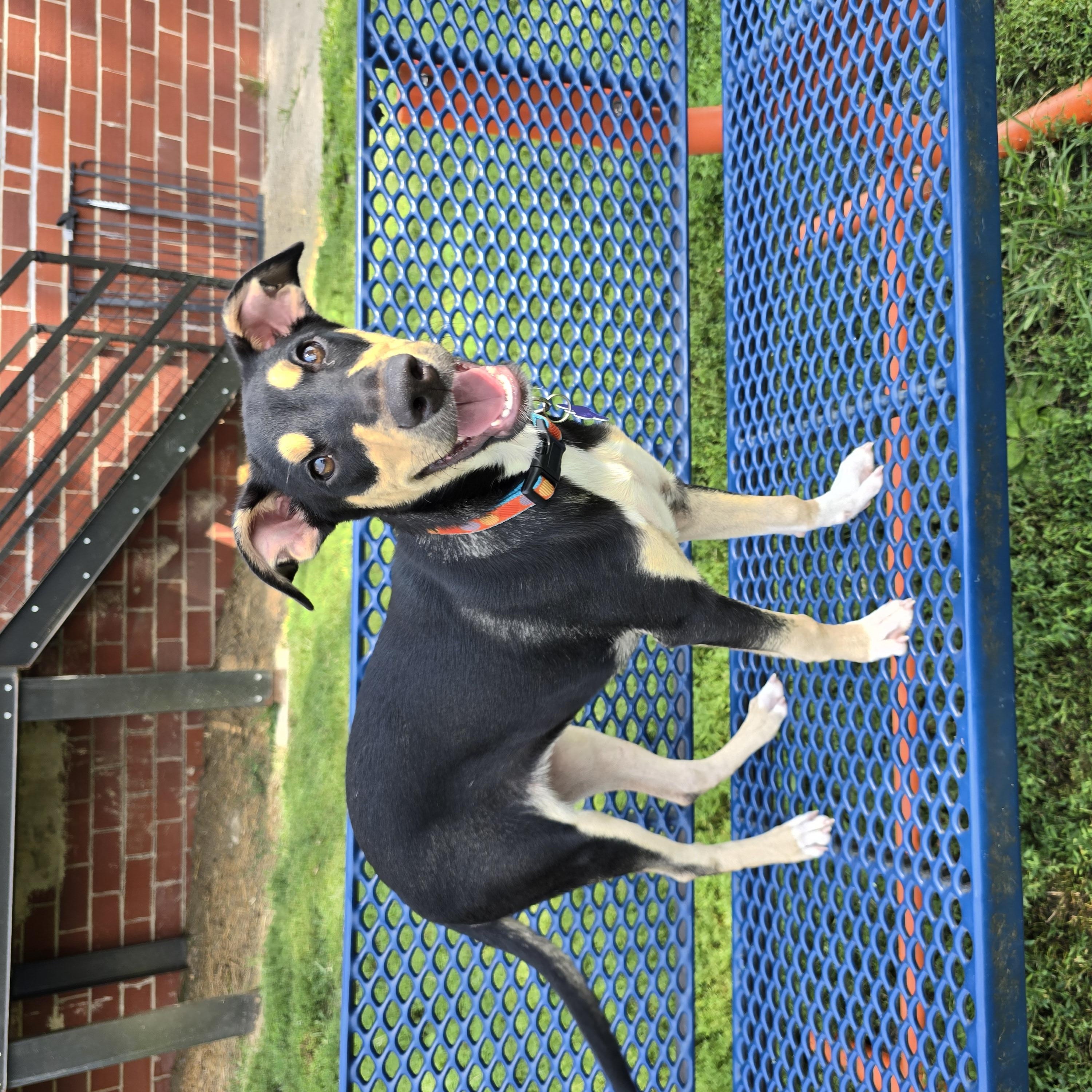 Emery, a Adoptable mixed breed in Des Moines, IA image 3/5