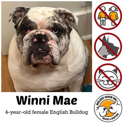 Enlarge WINNI MAE, a ADOPTABLE English Bulldog in Bonney Lake, WA image 1/3