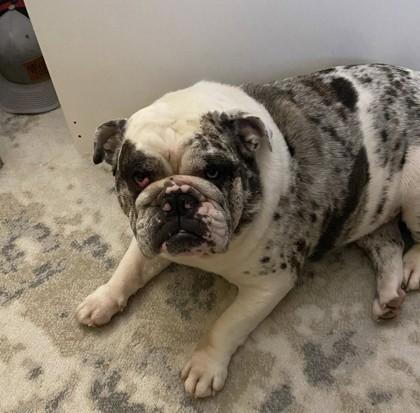 Enlarge WINNI MAE, a ADOPTABLE English Bulldog in Bonney Lake, WA image 2/3