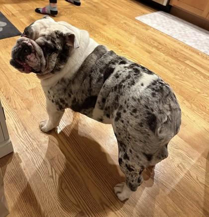 Enlarge WINNI MAE, a ADOPTABLE English Bulldog in Bonney Lake, WA image 3/3