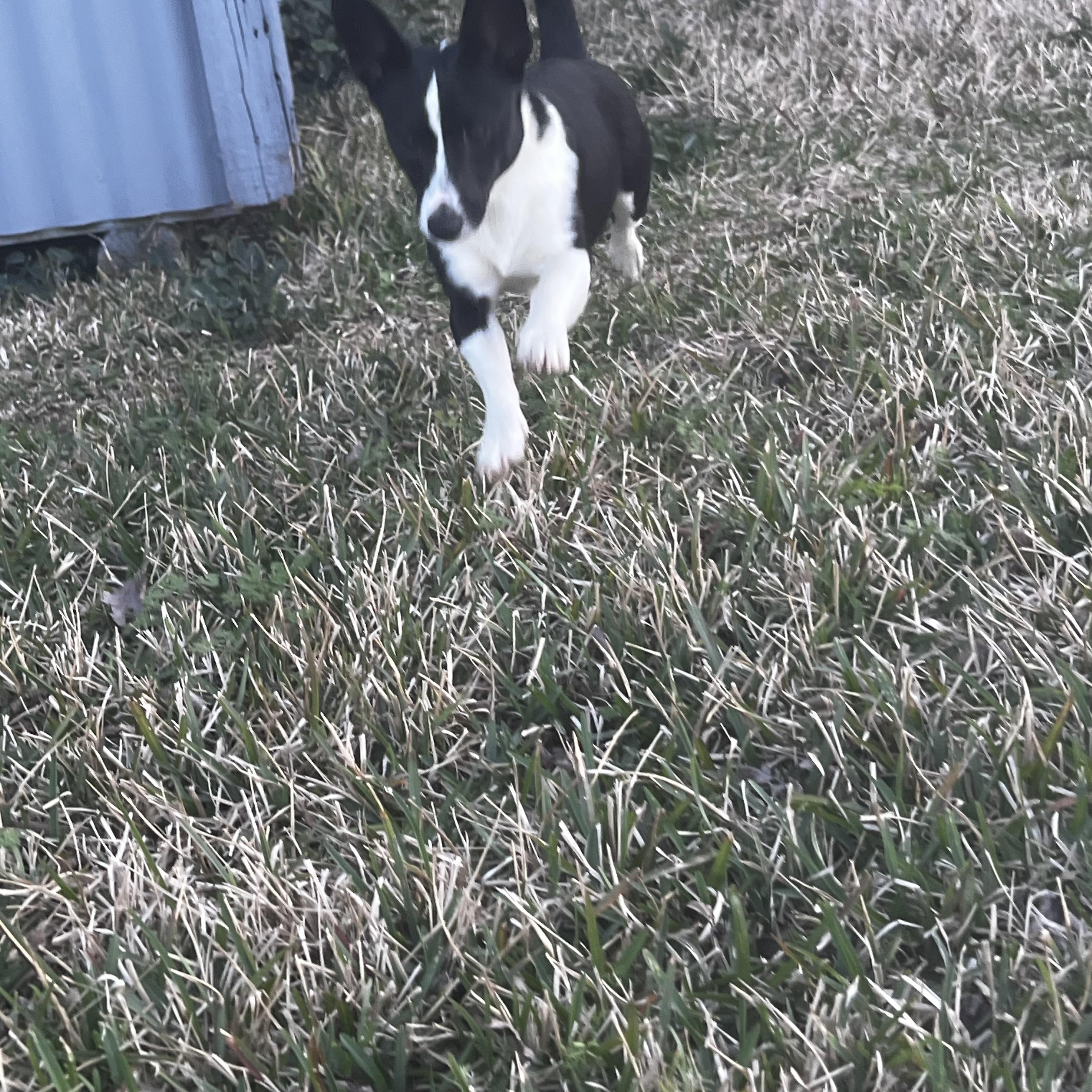 Koko — thumbnail 4