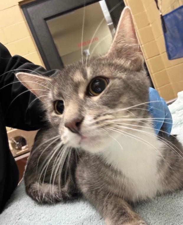 Peppered Paprika, a Adoptable mixed breed in Douglasville, GA image 1/2