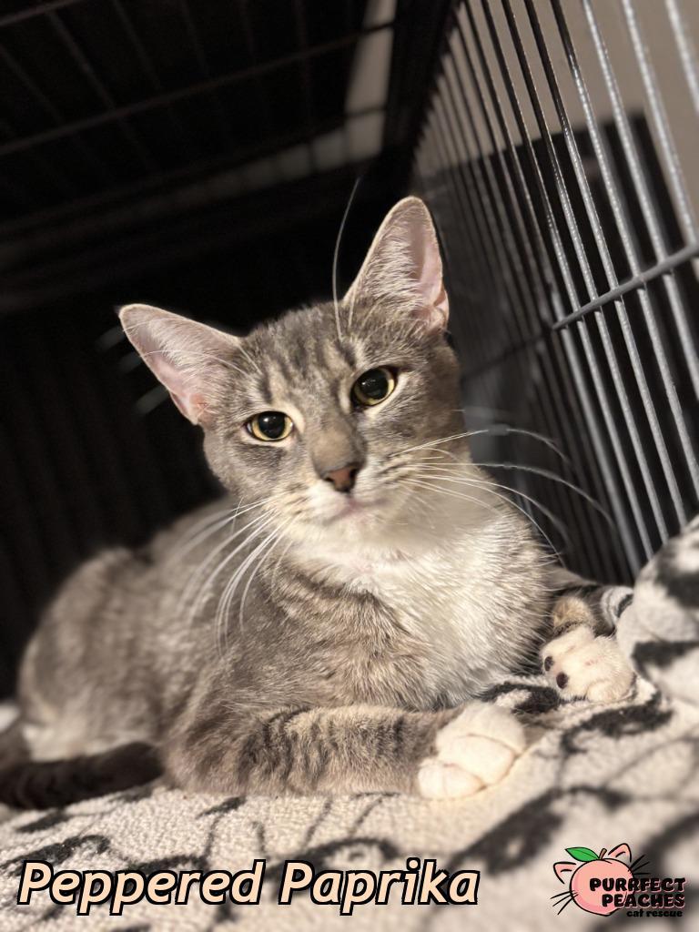 Peppered Paprika, a Adoptable mixed breed in Douglasville, GA image 2/2