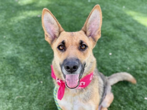 SADIE, Adoptable, Young Female German Shepherd Dog.