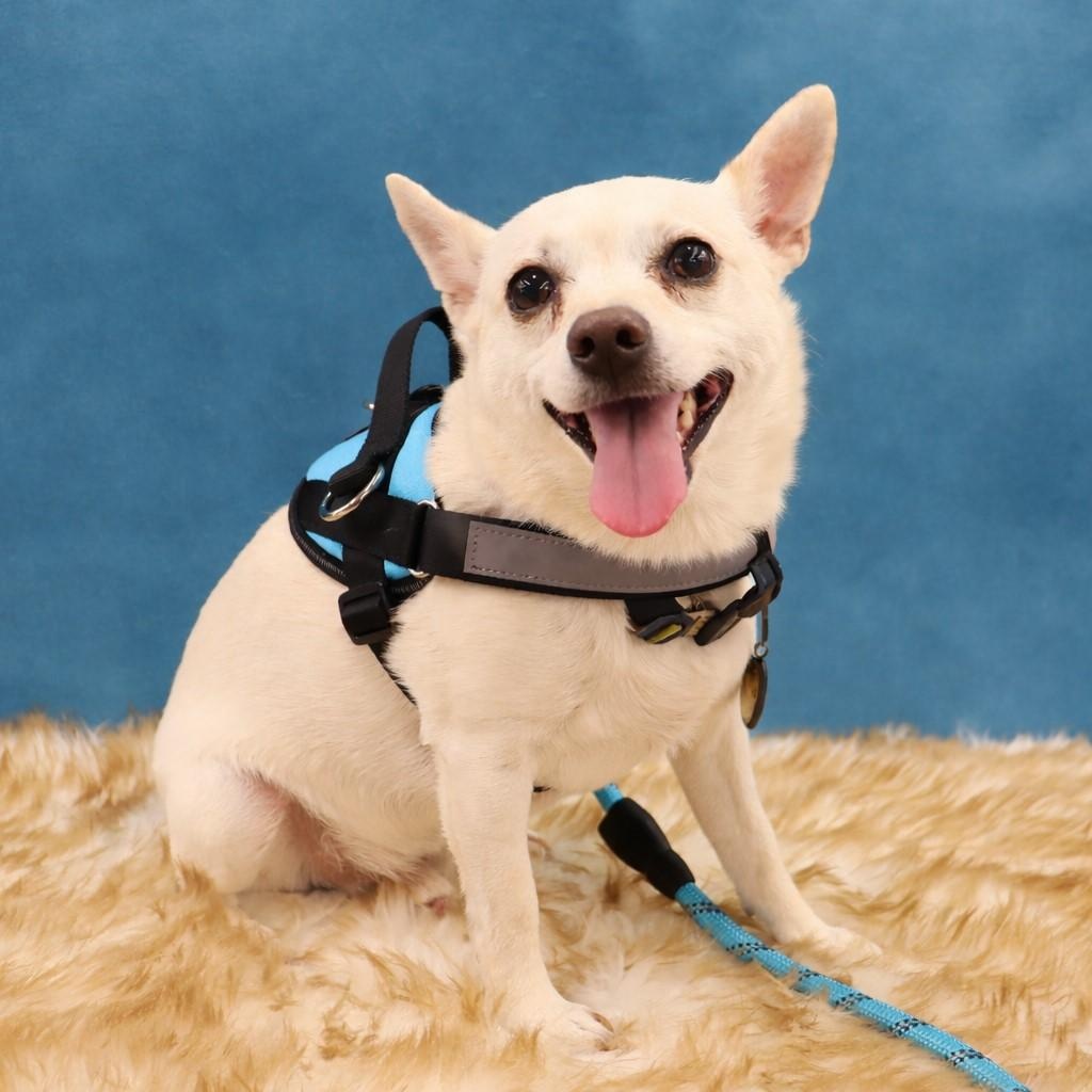 Cheeto - Playful pup who loves to be with you, an adopted mixed breed in League City, TX image 4/4