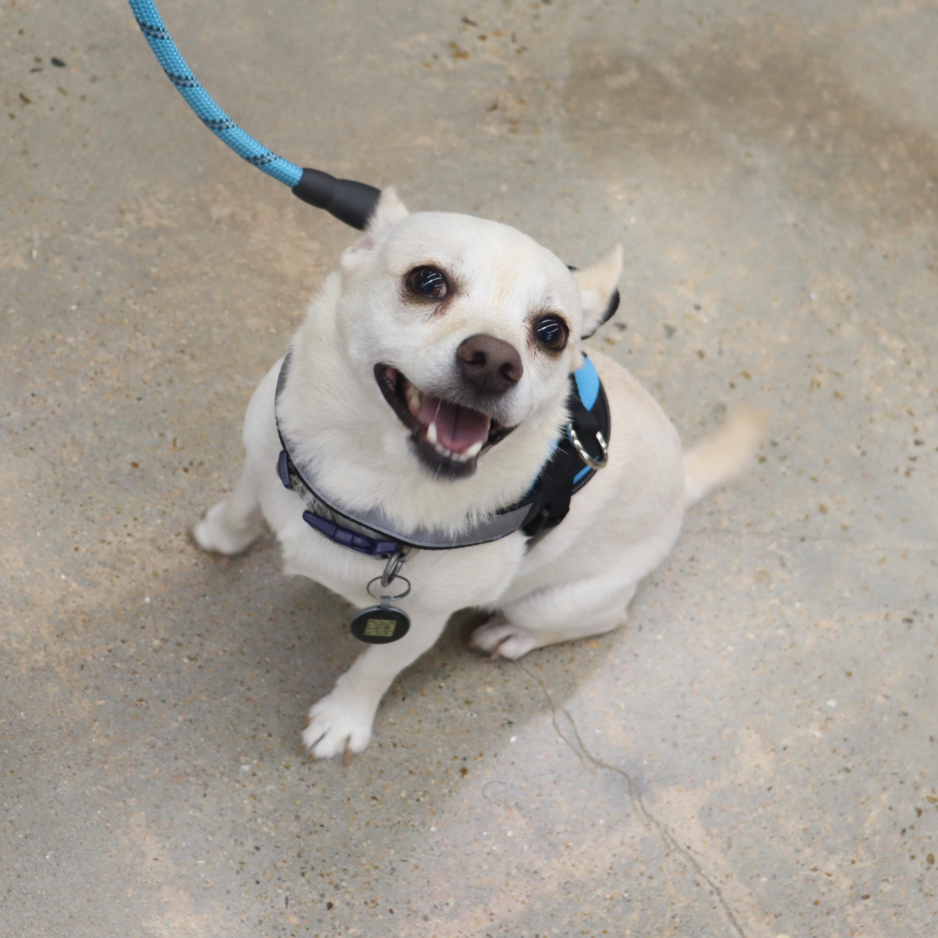 Cheeto - Playful pup who loves to be with you, an adopted mixed breed in League City, TX image 3/4