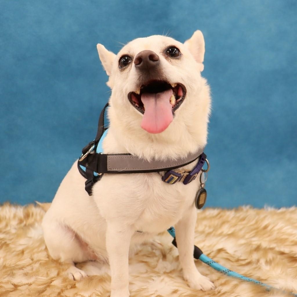 Cheeto - Playful pup who loves to be with you, an adopted mixed breed in League City, TX image 2/4