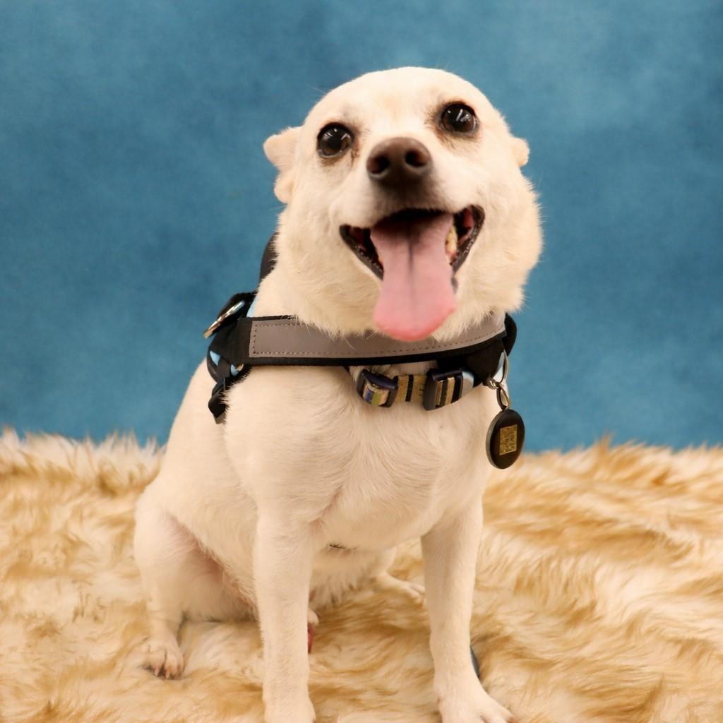 Cheeto - Playful pup who loves to be with you, adopted, Adult Male Chihuahua & West Highland White Terrier / Westie.