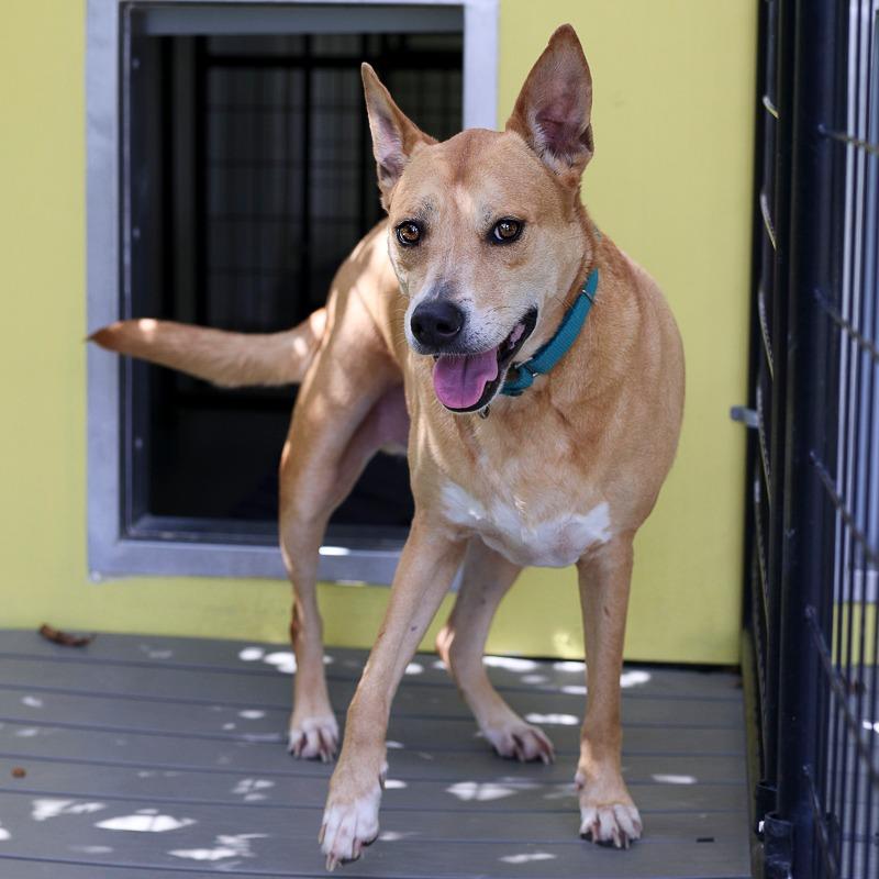 Benny, Adoptable, Adult Male Mixed Breed & Mixed Breed.