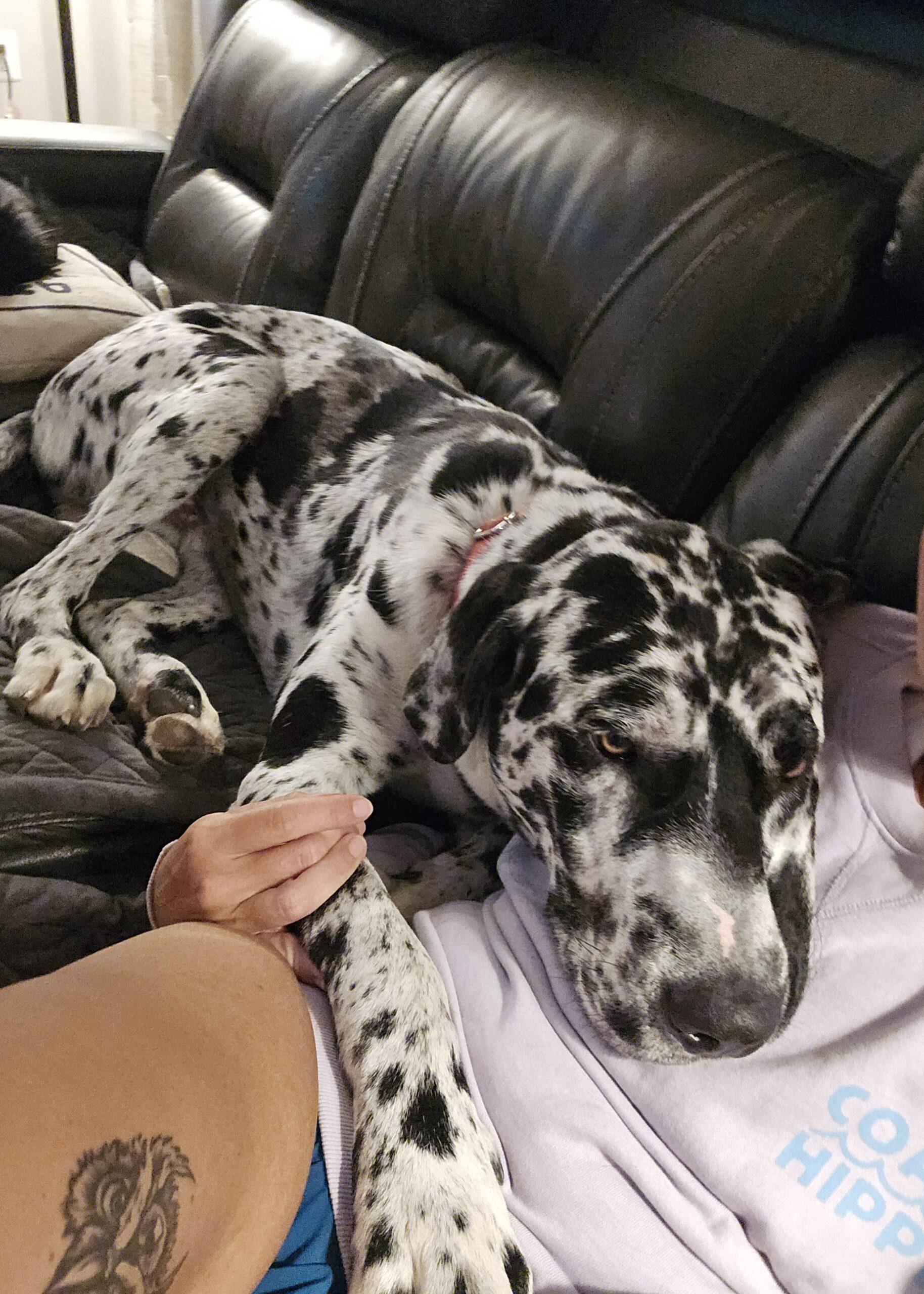 Enlarge Ryder, a ADOPTABLE Great Dane in Martinsburg, WV image 2/3