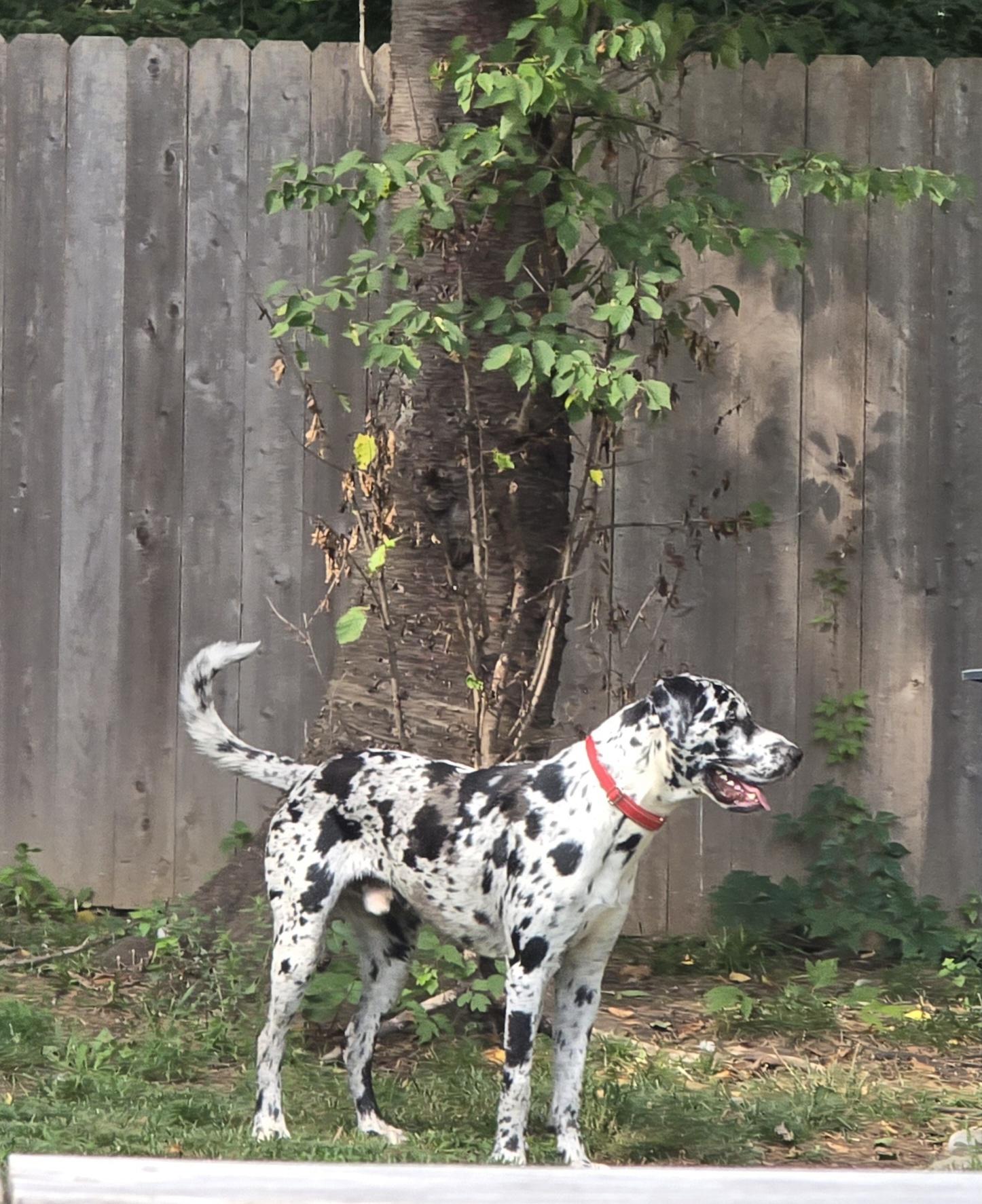 Enlarge Ryder, a ADOPTABLE Great Dane in Martinsburg, WV image 3/3