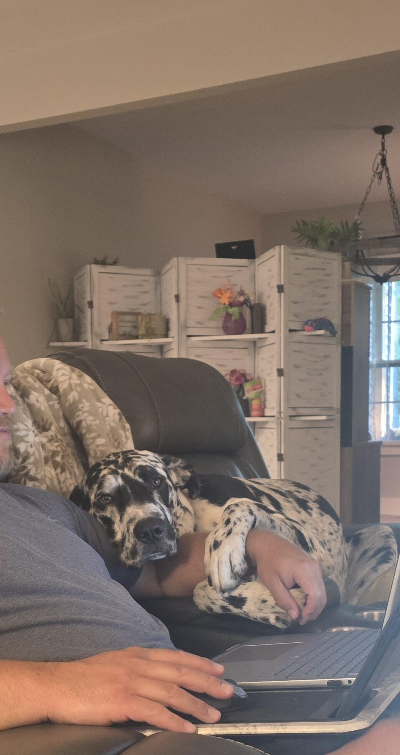 Ryder, ADOPTABLE, Young Male Great Dane.