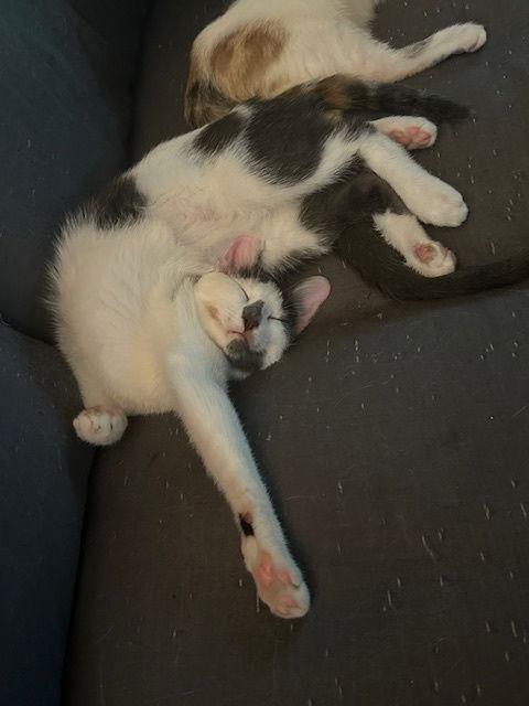 Finn, Adoptable, Young Male Domestic Short Hair.