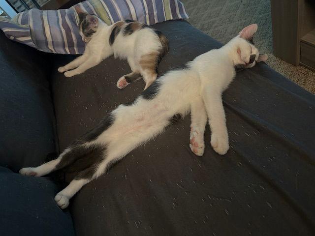 Finn — thumbnail 2