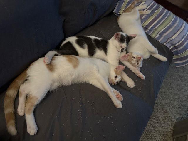 Finn — thumbnail 3