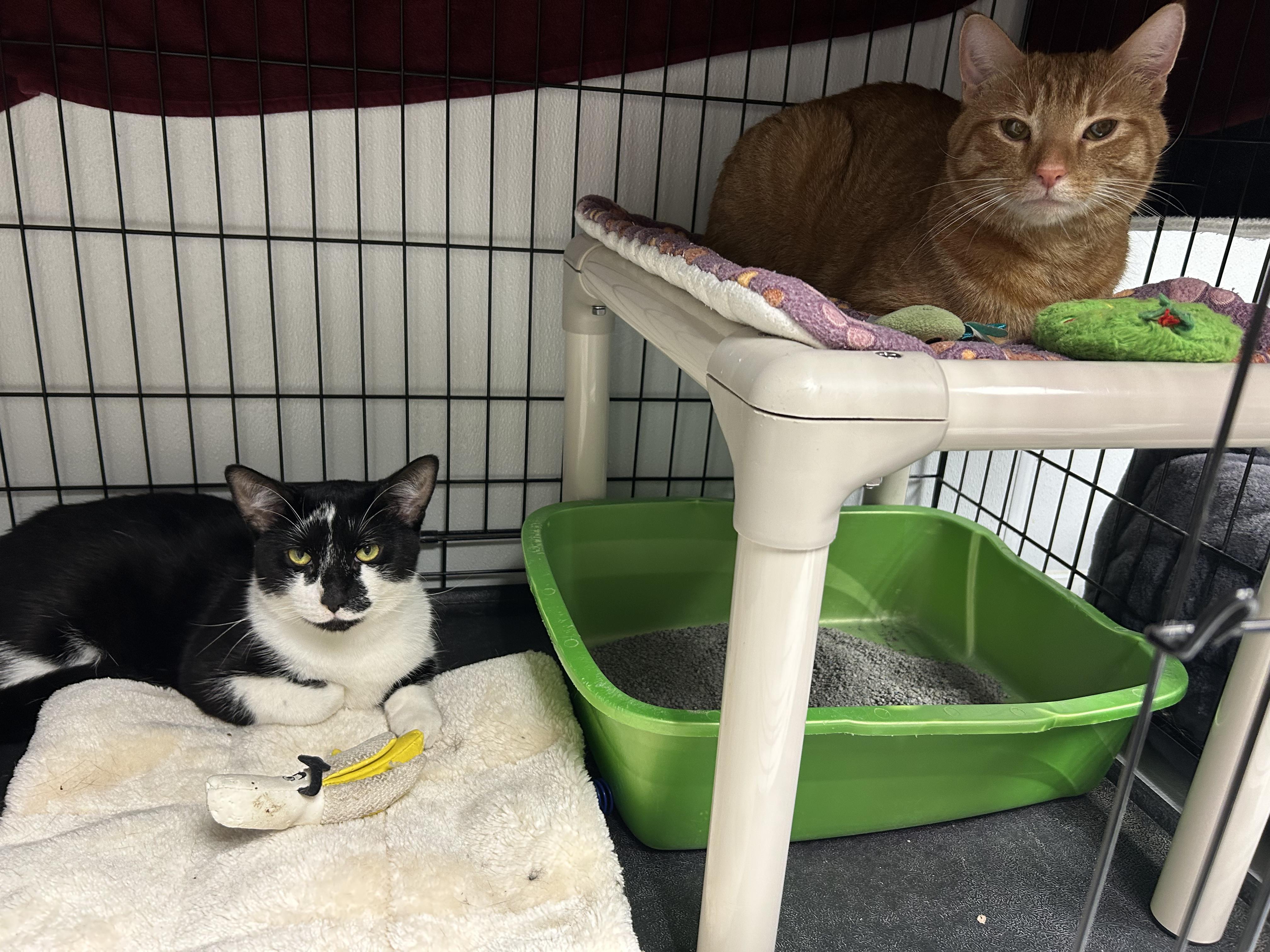 Freddie and Brutus, ADOPTABLE, Young Male Domestic Short Hair.