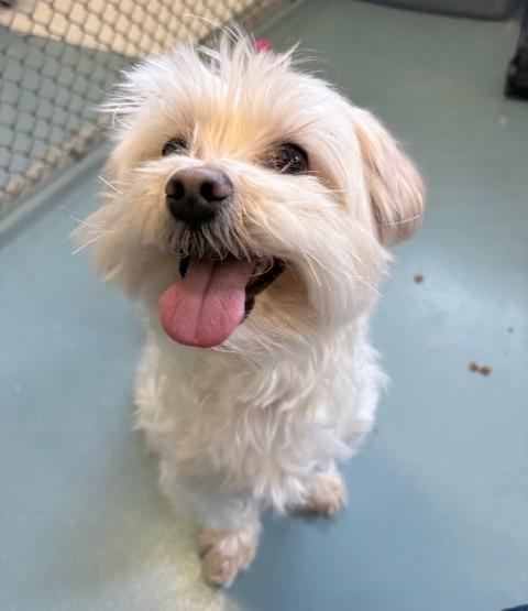 Enlarge Ollie, a Adoptable mixed breed in Ogdensburg, NY image 1/1