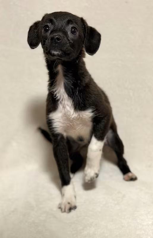 Enlarge Veronica, a ADOPTABLE mixed breed in Atlanta, GA image 4/4