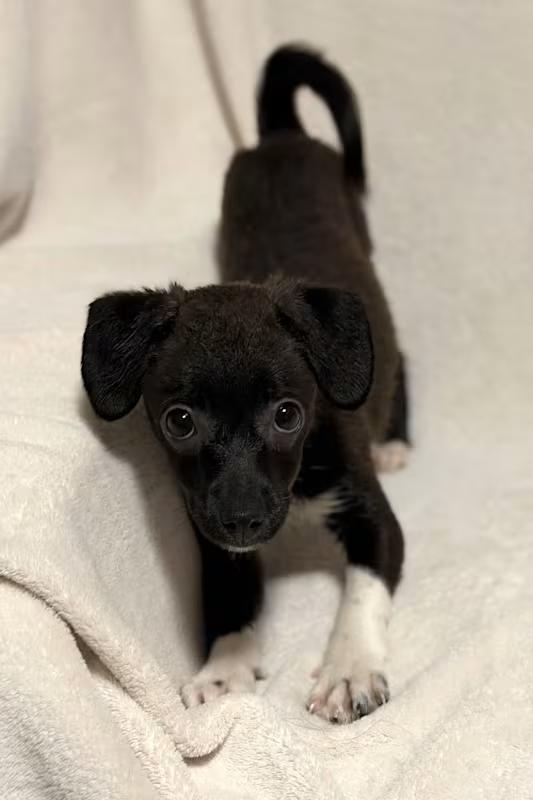 Enlarge Veronica, a ADOPTABLE mixed breed in Atlanta, GA image 3/4