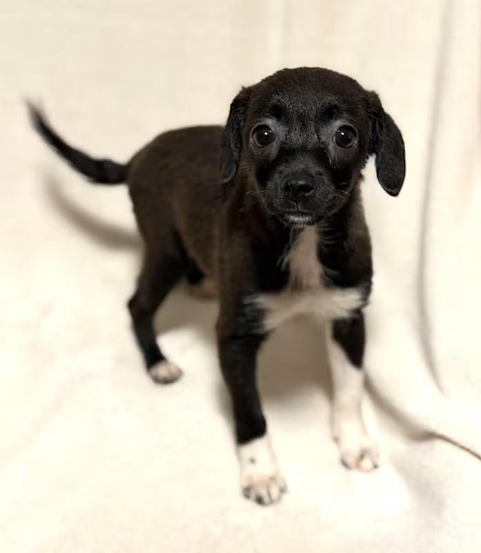 Enlarge Veronica, a ADOPTABLE mixed breed in Atlanta, GA image 1/4