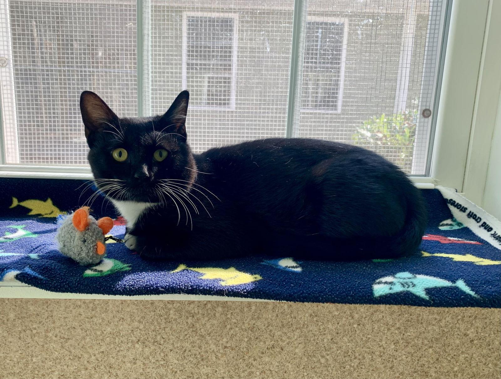 Vinny — thumbnail 2