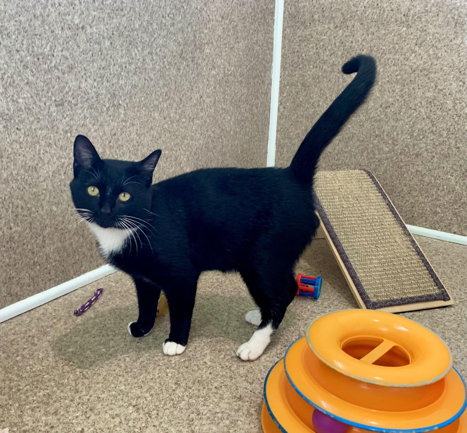 Vinny — thumbnail 3