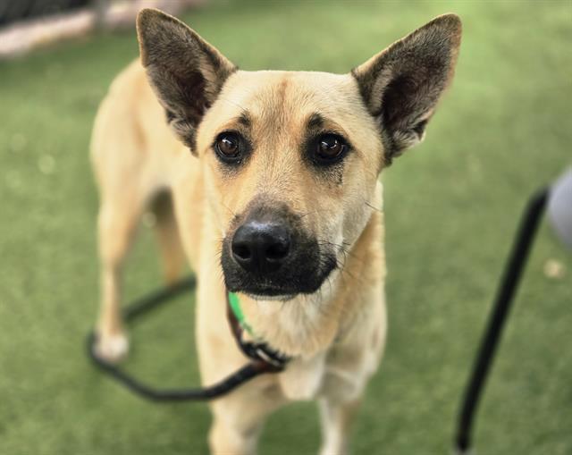 Enlarge OLISA, a Adoptable mixed breed in Phoenix, AZ image 1/1