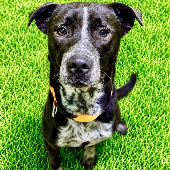 Enlarge Zeus, a ADOPTABLE mixed breed in Battle Creek, MI image 1/1