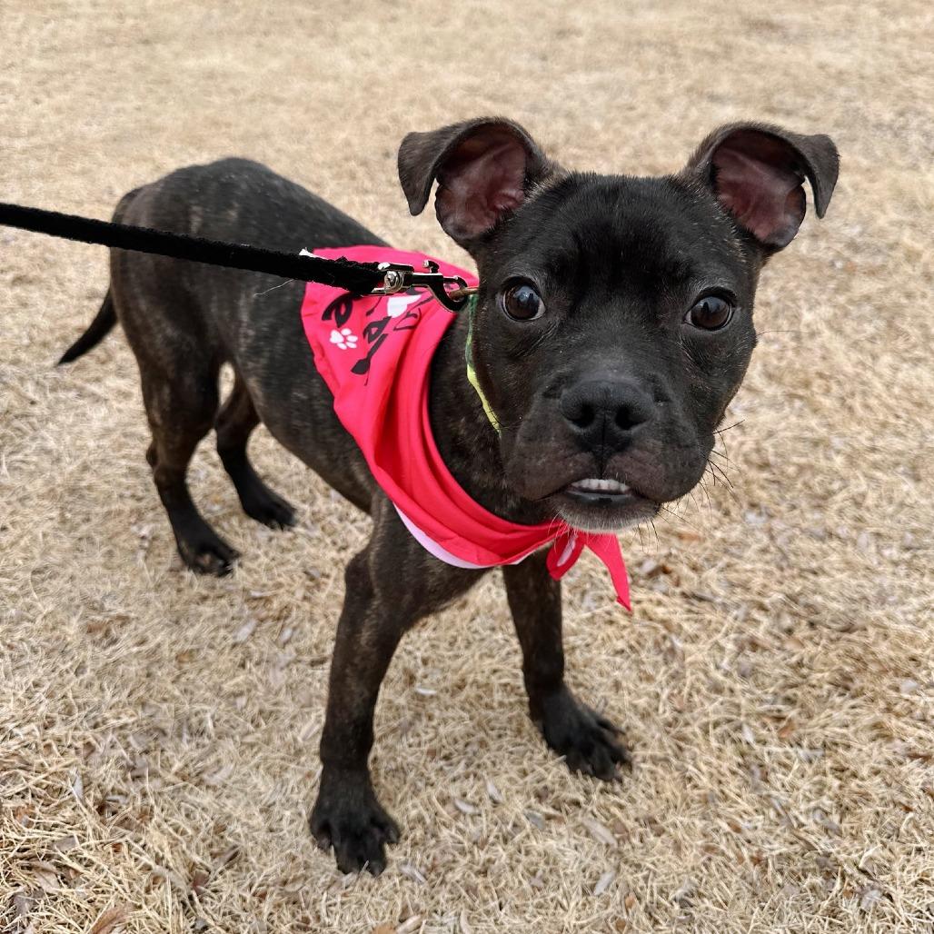 Lucky C-34465, Adoptable, Adult Male French Bulldog.