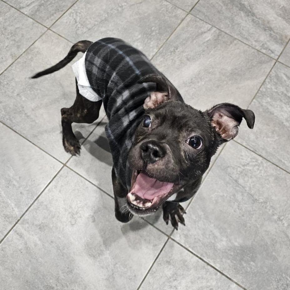 Lucky C-34465, Adoptable, Adult Male French Bulldog.