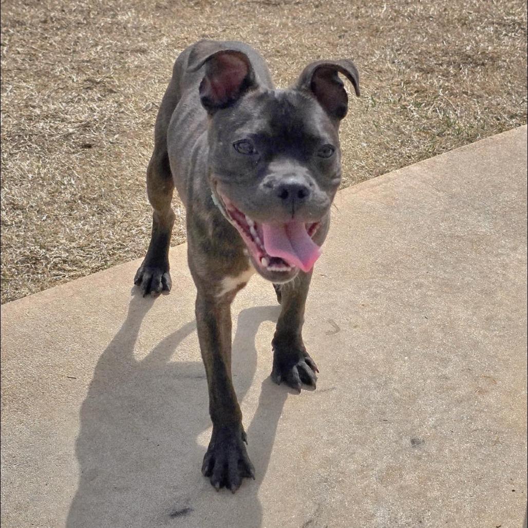 Enlarge Lucky C-34465, a Adoptable mixed breed in Oklahoma City, OK image 4/6